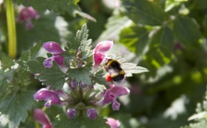 Primer plano del abejorro hembra libando con las cestas donde guarda el polen / Aceytuno