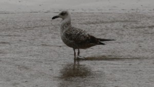 Quizás pollo de gaviota patiamarilla de primer invierno todavía con el plumaje como manchado de barro / Aceytuno