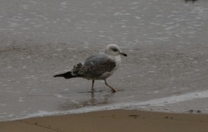 Tal vez, pollo de segundo invierno de gaviota patiamarilla (Larus michahellis) donde ya asoma en las plumas grises el plumaje del adulto / Aceytuno