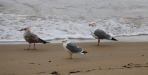 Gaviotas patiamarillas  (Larus michahellis) / Aceytuno