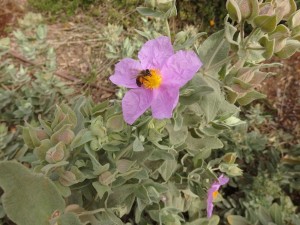 Abeja melífera / José Manuel Guerra Sanz