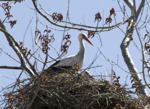 Pareja de cigüeña blanca entre los amentos rojizos del álamo sobre el que anidan / Aceytuno