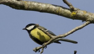 Carbonero (Parus major) / Aceytuno