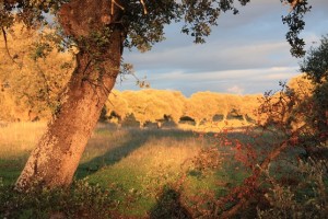 Encinas al atardecer con su sombra y la mía / Aceytuno