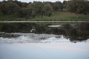 Dehesa de encinas al borde de la laguna florecida de ranúnculos blancos flotando / Aceytuno