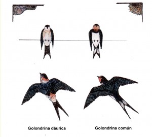 Golondrina Coún y Golondrina Dáurica / Antonio Morcuende Bachiller