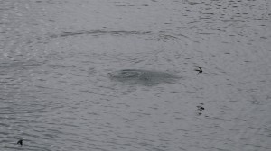 Gran gota de lluvia : Golondrinas : Aceytuno