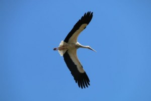 Cigüeña blanca en vuelo /  Aceytuno