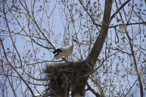 Cigüeña entre los brotes y amentos del álamo / Aceytuno