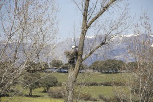 Nido de cigüeña sobre álamo con la sierra de Guadarrama al fondo / Aceytuno