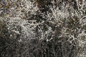 Espino blanco (Crataegus monogyna) / Aceytuno