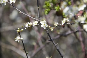 Flor del espino blanco (Crataegus monogyna) / Aceytuno