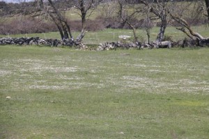 Rodales de belloritas florecidas de blanco sobre la hierba / Aceytuno