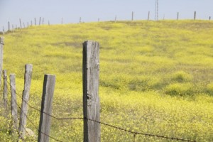 Jaramagos inútilmente rodeadados por una cerca / Aceytuno