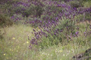 Cantuesos (Lavandula stoechas) / Aceytuno