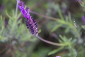 Flor del cantueso / Aceytuno