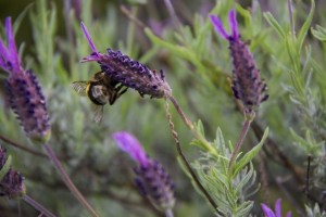 Abejorro indicando que lo que tiene el cantueso en la cabeza no son flores sino brácteas, que las flores , diminutas, están cayendo por la inflorescencia / Aceytuno