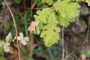 Hoja madura de roble melojo (Quercus pyrenaica)  / Aceytuno