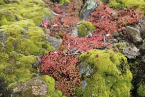 Muros de piedra,  cubiertos de musgo y sedum rojizos / Aceytuno