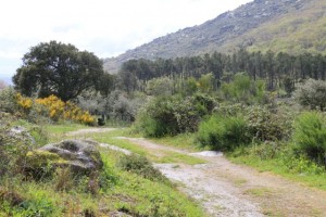 Camino brillando por el agua recién caída / Aceytuno