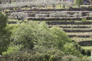 Cerezos florecidos al fondo,  en terrazas de piedra / Aceytuno