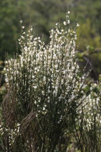 Escobas blancas al sol del atardecer / Aceytuno