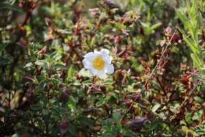 Flor blanca como una mano abierta de la jara / Aceytuno