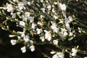 Escoba de flores blancas / Aceytuno