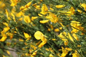 Retama de flores papilonadas, con forma de mariposa, amarillas / Aceytuno