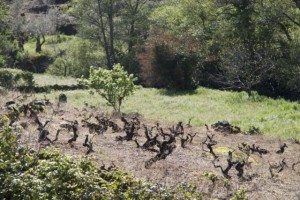 Cepas oscuras como cuervos del viñedo / Aceytuno