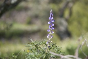 Flor de ¿Lupinus? bajo los olivos / Aceytuno