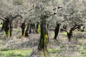 Olivos cubiertos de musgo con el ramón de la última poda todavía entre los pies / Aceytuno