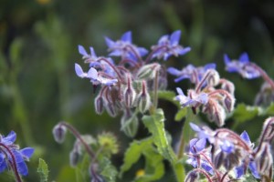 Sol sobre la flor de borraja / Aceytuno