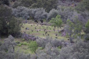 Viñedo entre olivos en la falda de la sierra de Gata / Aceytuno