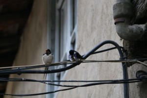 IMG_3903
