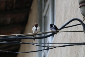 Golondrina adulta con su pollo, primavera 2016 / Aceytuno