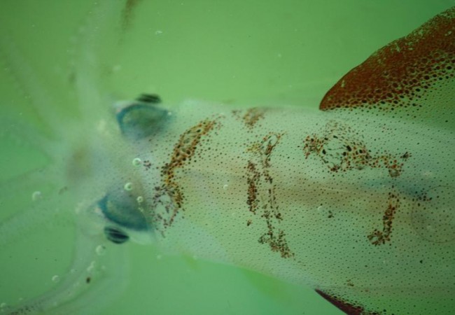 ¿Sabías que los calamares siguen el rielar de la luna llena por el mar?