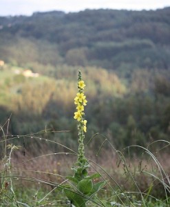 Gordolobo (Verbascum sp.) / Aceytuno