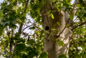 Nido en un plátano de paseo del Retiro, la semana pasada / Aceytuno