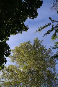 Ramas del castaño, plátano y espino majuelo vistos desde el suelo / Aceytuno