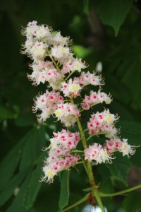 Inflorescencia piramidal del castaño de Indias, mayo 2016 / Aceytuno