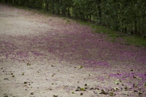 Pétalos de flores de Cercis siliquastrum sobre la tierra del camino / Aceytuno