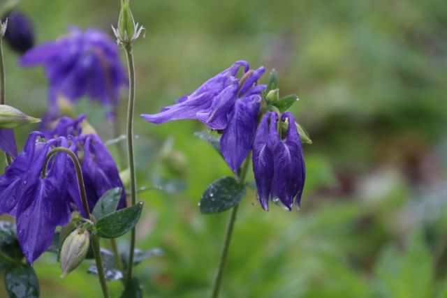 La aquilegia bajo la lluvia