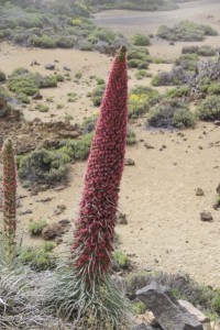 Tajinaste rojo ( Echium wildpretii) / Aceytuno, mayo 2016