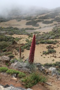 Tajinaste en su paisaje del Teide / Aceytuno