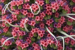 Las flores del tajinaste rojo son fucsias y malvas, tienen forma de campana y están entreveradas de hojas que se sitúan sobre todo en la base del tallo, haciendo una roseta / Aceytuno, mayo 2016