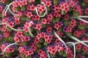 Las flores del tajinaste rojo son fucsias y malvas, tienen forma de campana y están entreveradas de hojas que se sitúan sobre todo en la base del tallo, haciendo una roseta / Aceytuno, mayo 2016