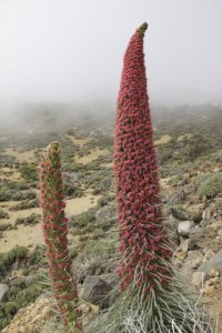 Tajinaste rojo (Echium wilpretii) florecido en el Parque Nacional del Teide / Aceytuno, mayo 2016