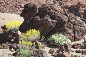 Convive la magarza con la hierba pajonera de flores amarillas que mueven más con el viento / Aceytuno