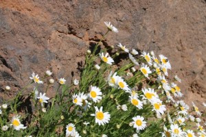 La magarza o margarita del Teide (Argyranthemum tenerifae)  no existe en ningún otro lugar del mundo, sólo en este excepcional enclave, y tiene doce flores alrededor del capítulo, haciendo la margarita/ Aceytuno